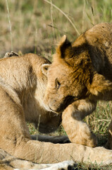 lion, femelle, jeune, lionne, lionceau, Panthera leo, Afrique