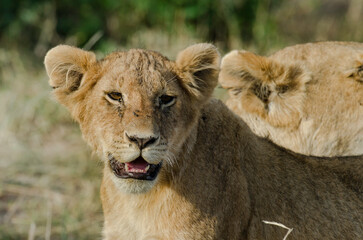 lion, jeune, lionceau, Panthera leo, Afrique