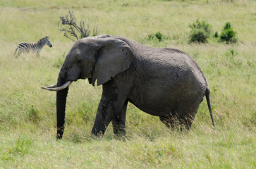 El&eacute;phant d'Afrique, Loxodonta africana, z&egrave;bre de Grant, Equus quagga boehmi, R&eacute;serve de Masai Mara, Afrique de l'Est