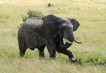 Fototapeta premium éléphant d'Afrique, Loxodonta africana, Réserve de Masai Mara, Afrique de l'Est