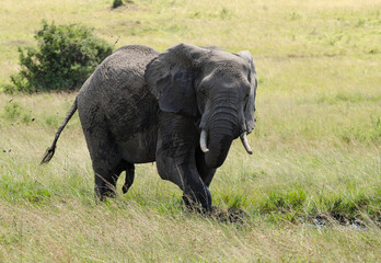 &eacute;l&eacute;phant d'Afrique, Loxodonta africana, R&eacute;serve de Masai Mara, Afrique de l'Est