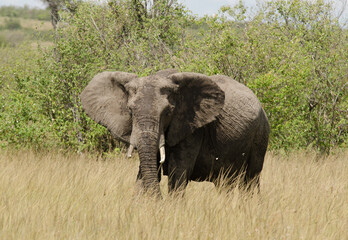 Obraz premium éléphant d'Afrique, Loxodonta africana, Réserve de Masai Mara, Afrique de l'Est