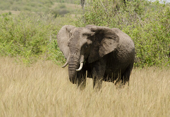 Fototapeta premium éléphant d'Afrique, Loxodonta africana, Réserve de Masai Mara, Afrique de l'Est
