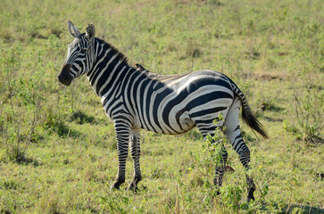 zèbre de Grant, Equus quagga boehmi, Piqueboeuf à bec rouge, Red billed Oxpecker, Buphagus erythrorhynchus,, Afrique de l'Est