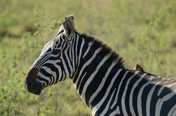 Obraz premium zèbre de Grant, Equus quagga boehmi, Piqueboeuf à bec rouge, Red billed Oxpecker, Buphagus erythrorhynchus,, Afrique de l'Est