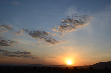 Gnou à queue noire, Connochaetes taurinus, coucher de soleil, Réserve de  Masai Mara, Kenya