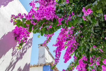 Cobblestone Street and Colorful Flowers in Obidos