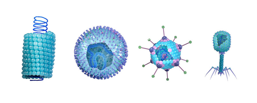 3d rendering illustration of virus types by shape: helical, spherical, icosahedral and bacteriophage shown in cross-section with visible DNA or RNA inside. Ideal for educational or scientific use.