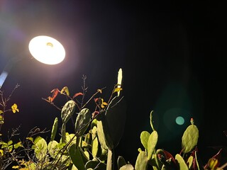 Cactus plants illuminated by a bright garden lamp against the dark night sky, showing green pads and colorful leaves in low-light ambiance.
