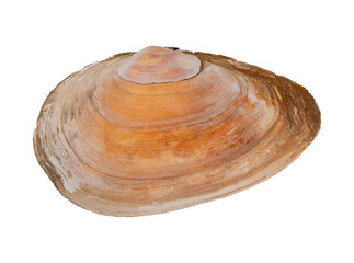 seashell isolated on white background