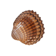seashell isolated on white background