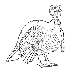 illustration of a turkey