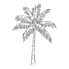 palm tree silhouette