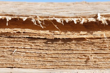 Close-up of a wood plank's layered structure, showing wood fibers and a rough edge