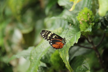 A Black and Brown Tropical Butterfly with White Spots.