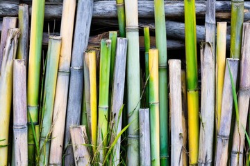 Close-up of bundled, colorful bamboo poles