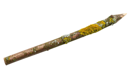 A pointed wooden stick covered with patches of yellow and white lichen.