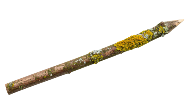 A pointed wooden stick covered with patches of yellow and white lichen.