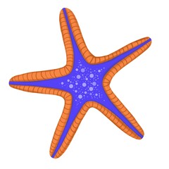 Blue and orange royal starfish clipart illustration isolated on white background 