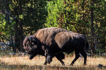 Fototapeta premium A bison walks through a grassy field near a forest, likely foraging for food or moving to a new grazing area.