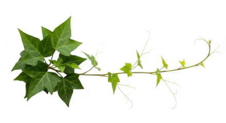 A sprig of vibrant green ivy with delicate tendrils creates a natural and organic design element isolated on transparent background