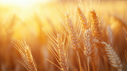 Golden wheat ears glowing in warm sunset light, symbol of harvest, agriculture and rural summer countryside scene