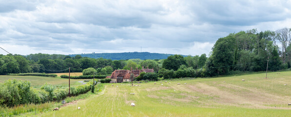 Obraz premium old farm and sheep in meadow of west sussex in england