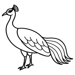 A graceful peacock standing with its tail feathers down