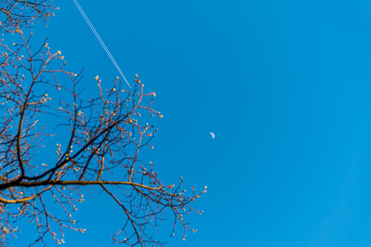 Spring Awakening Under a Lunar Sky - Powered by Adobe