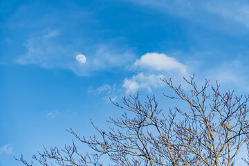 Moon Drift Over Branches - Moon and Light Clouds in Blue Sky Above Bare Tree Branches