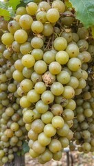 Lush Green Grapes Hanging Heavily on the Vine