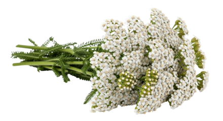 Isolated Bouquet of Yarrow Flowers