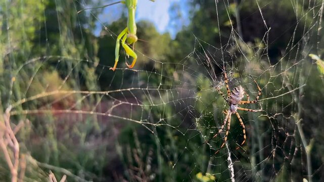 Close-up view of a tiger spider in its web, ready to attack a green color praying mantis trapped in the web, in a Meditreranean landscape, at the golden hour.