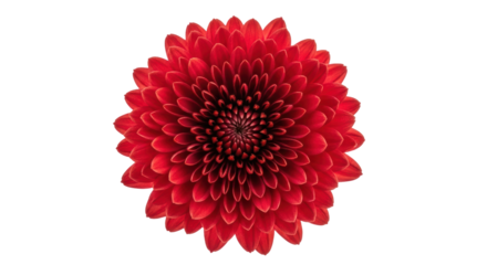Isolated Red Flower