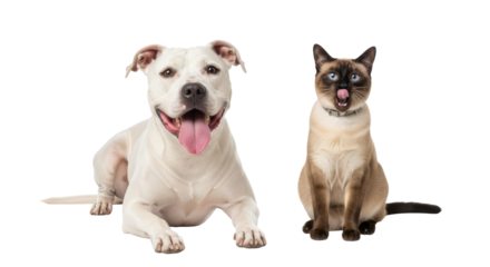 Isolated American Bulldog and Siamese Cat