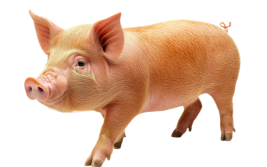Pig on white background,png