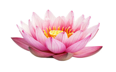 Pink Lotus flower on white background,png