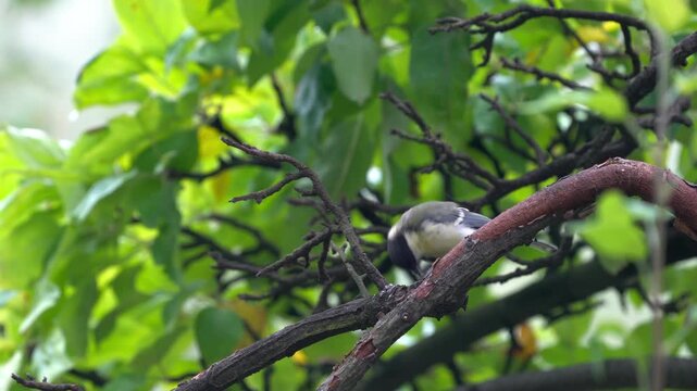 Great Tit eats foof from a tree branch (Parus major) - (4K)