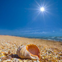 empty marine shell on sandy sea beach at the sunny summer day