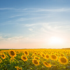 rural sunflower  field at the sunset