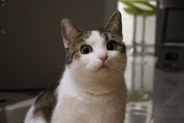 Kotek © Павел Кежа