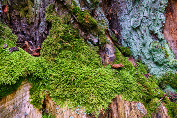 Lush green moss covering the textured bark of an ancient tree in a serene forest setting during late afternoon