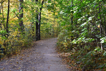 Obraz premium Pathway through a Lush Autumn Forest in sunset