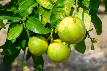 Lemon tree with lemon fruits in the garden. Croatia