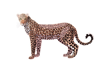 vector cartoon animal isolated on transparent background. 
