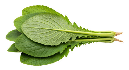 Isolated Pile of Mustard Greens