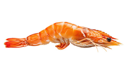 Isolated Cooked Shrimp