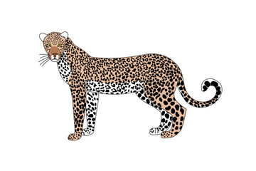 vector cartoon animal isolated on transparent background. flat style, black line