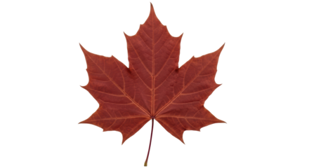 Isolated Maple Leaf