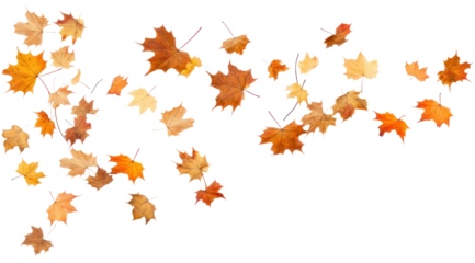 PNG Falling flying dry autumn leaves backgrounds maple plant.